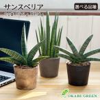サンスベリア ミニ 3.5号 選べる品種 ボンセレンシス フランシー グラシリス バキュラリス 観葉植物 おしゃれ お祝い 誕生日 ギフト 母の日 プレゼント 送料無料