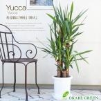 観葉植物おしゃれ大型本物ユッカ8号...