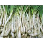 ( включая доставку ) Okinawa префектура производство остров rakkyou ( сырой )1kg( овощи Okinawa производство специальный продукт rakkyou )( Okinawa ограничение Okinawa . земля производство )