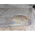 *OKATAN* серебристый game ставрида японская 10~16cm