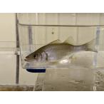 *OKATAN* common Suzuki 15cm не достиг 