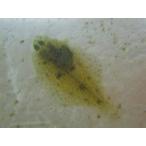 *OKATAN*isiga Ray 6cm не достиг 