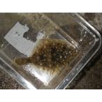 *OKATAN*isiga Ray 6~10cm