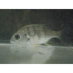 *OKATAN*ki морской лещ 6~10cm