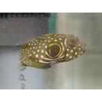 *OKATAN*sa The Nami фугу 