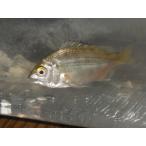 *OKATAN* Kuroda i( морской лещ ) 6cm не достиг 