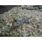 *OKATAN* летящий - ze6cm не достиг 