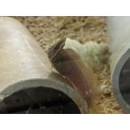 *OKATAN*tosa ключ mpo5cm не достиг 