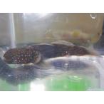 *OKATAN*n вставка chib5~10cm