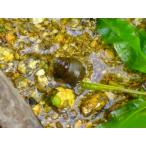 *OKATAN*himetanisi30 шт комплект 