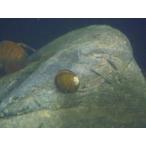 *OKATAN*isimakigai100 шт комплект 