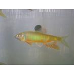 *OKATAN*o кальмар wa12cm и больше ( мужской )