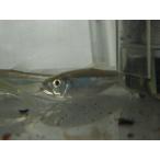 *OKATAN* - s7cm не достиг 