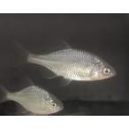 *OKATAN*kane common 6cm и больше ( женский кроме того, самка самец не четкость )