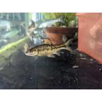 *OKATAN* кожа higai10~14cm( женский кроме того, самка самец не четкость )