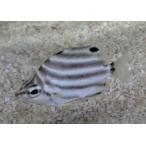 *OKATAN* корзина устрица большой 