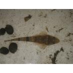 *OKATAN*magochi12~16cm