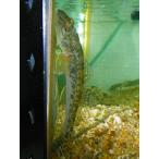 *OKATAN*ma - ze8~12cm