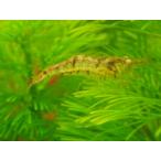 *OKATAN*mi Nami пресноводная креветка 10 шт комплект 