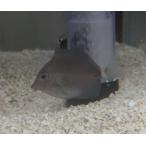 *OKATAN*ni The большой 