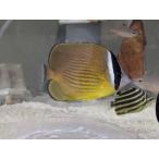 *OKATAN* butterfly uo( Nami chou)