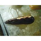 *OKATAN*sa Sano - gai