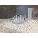 *OKATAN*si форель zme большой 