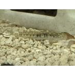 *OKATAN*chikzen - ze