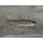 *OKATAN* Yodo zezela