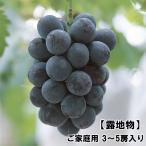 ニューピオーネ露地物岡山県産ご家庭...