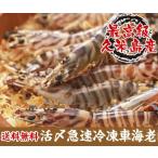 活〆急速冷凍車海老　500ｇ30~34尾入御歳暮　お歳暮