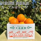 愛媛県産 天晴農園 ネーブルオレンジ 約3kg *8〜12個《産地直送》【送料無料 北海道沖縄離島除く】国産 愛媛県 ネーブル オレンジ アマダイダイ 甘橙 愛媛みかん