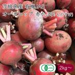 ��錧�Y �n���P���t�@�[�� �L�@JAS �ԃJ�u �T���_�����i�����̂��� �t�J�b�g �y�t���j�s�Y�n�����t�y�������� �k�C�����ꗣ�������z���Y �Ԃ��� �I�[�K�j�b�N