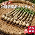  бесплатная доставка Okinawa префектура производство остров rakkyou земля имеется 200g 500g Okinawa rakkyou иметь машина культивирование иметь машина JAS одобрено прямая поставка от производителя время ограничено овощи остров овощи 