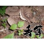 天然キノコ （天然きのこ 国産） 香茸 （シシタケ・こうたけ・こう茸・いのはな） 秋の味覚 300g　　松茸/まいたけ  だけがキノコじゃない