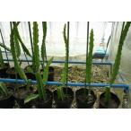  желтый питахайя ( желтый pi Taya ) средний рассада 