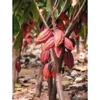  красный kakao очень большой рассада!3 год предмет * фотография образец * горшок от низа примерно 1m Class 