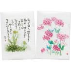  ограниченное количество звезда ... поэзия . японская бумага способ прозрачный файл A5 размер - - Cogu Sam seat li смолёвка каролинская растения . цветок поэзия .. Британия перевод имеется 