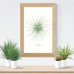  кактус постер искусство внутренняя панель campus иллюстрации абстрактная картина 