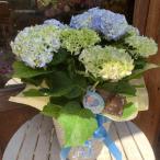 母の日ギフト プレゼント アジサイ(紫陽花)ハイドランジア ふるふるブルー♪5号鉢植え 籐カゴ入り 2025年のあじさい♪【送料無料】