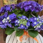 母の日ギフト プレゼント アジサイ(紫陽花)ハイドランジア フェザーブルー♪5号鉢植え 籐カゴ入り 2025年のあじさい♪【送料無料】