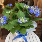 母の日ギフト プレゼント アジサイ(紫陽花)ハイドランジア 卑弥呼(ひみこ) ブルー♪5号鉢植え 籐カゴ入り 2025年のあじさい♪【送料無料】