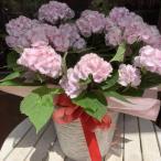 母の日ギフト プレゼント アジサイ(紫陽花)ハイドランジア 伊予獅子てまり ピンク♪5号鉢植え 籐カゴ入り 2025年のあじさい♪【送料無料】