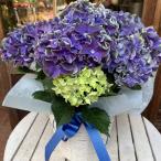 母の日ギフト プレゼント アジサイ(紫陽花)ハイドランジア カラーウェーブス パープル♪5号鉢植え 籐カゴ入り 2025年のあじさい♪【送料無料】