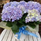 母の日ギフト プレゼント アジサイ(紫陽花)ハイドランジア コーラルリーフ ブルー♪5号鉢植え 籐カゴ入り 2025年のあじさい♪【送料無料】