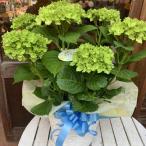 母の日ギフト プレゼント アジサイ(紫陽花)ハイドランジア マジカルラプソディー グリーン♪5号鉢植え 籐カゴ入り 2025年のあじさい♪【送料無料】