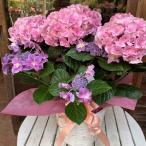 母の日ギフト プレゼント アジサイ(紫陽花)ハイドランジア 朱雀(すじゃく) ピンク♪5号鉢植え 籐カゴ入り 2025年のあじさい♪【送料無料】