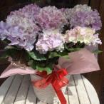 母の日ギフト プレゼント アジサイ(紫陽花)ハイドランジア クレイジーテンシア ピンクマーブル♪5号鉢植え 籐カゴ入り 2025年のあじさい♪【送料無料】