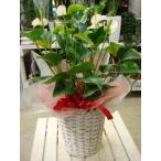 母の日ギフト アンスリューム　ホワイト（白）♪６号鉢　室内に温もりを♪バスケット付きのお得セット価格【送料無料】フラワーギフト