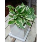 ポトスエンジョイもっとも美しいポト...